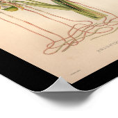 1860ヴィンテージオーキッドフラワープリントピンク ポスター (角)