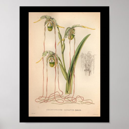 1860ヴィンテージオーキッドフラワープリントピンク ポスター (正面)