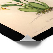 1860ヴィンテージオーキッドフラワープリント紫 ポスター (角)