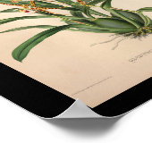 1860ヴィンテージオーキッドフラワープリント赤ストライプの ポスター (角)