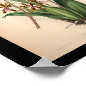 1860ヴィンテージオーキッドフラワープリント赤ストライプの ポスター (角)