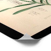 1860ヴィンテージオーキッドフラワープリント赤 ポスター (角)