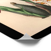 1860ヴィンテージオーキッドフラワープリント赤 ポスター (角)