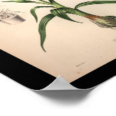 1860ヴィンテージオーキッドフラワープリント赤 ポスター (角)