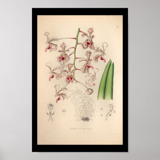 1860ヴィンテージオーキッドフラワープリント ポスター (正面)