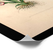 1860ヴィンテージオーキッドフラワープリント ポスター (角)