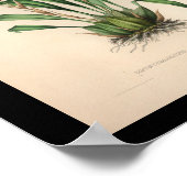 1860ヴィンテージオーキッドフラワープリント ポスター (角)