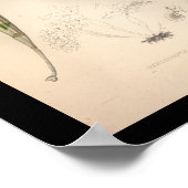 1860ヴィンテージオーキッドフラワープリント ポスター (角)