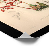 1860ヴィンテージオーキッドフラワープリント ポスター (角)