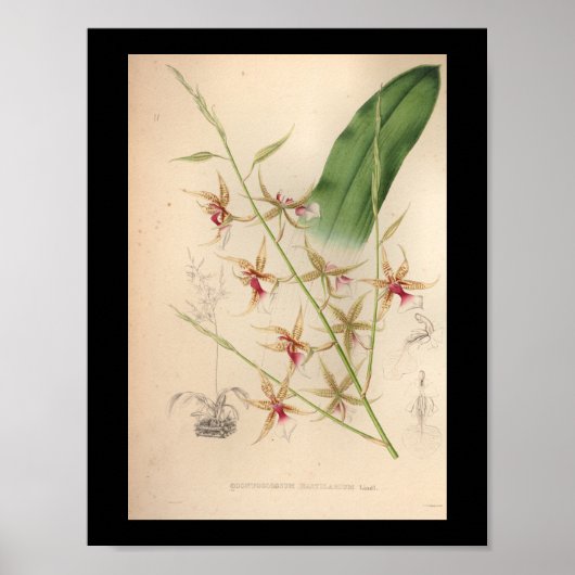 1860ヴィンテージオーキッドフラワープリント 淡い色の ポスター (正面)