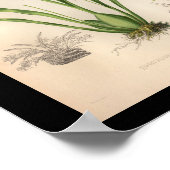 1860ヴィンテージ蘭の花のプリント紫の斑点 ポスター (角)