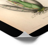 1860ヴィンテージ蘭の花プリント赤まだら ポスター (角)