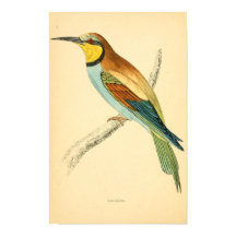 1863年の英国鳥の歴史BEE-EATER