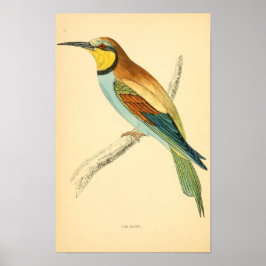 1863年の英国鳥の歴史BEE-EATER ポスター
