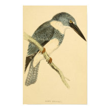 1863年の英国鳥の歴史BELTED-KINGFISHER