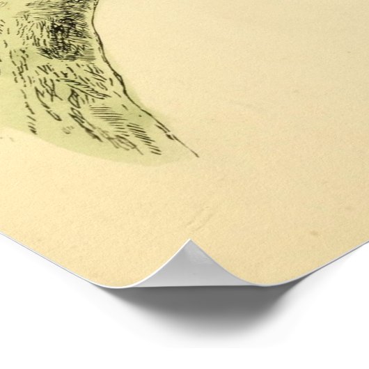 1863年ブラックウッドペッカーの英国鳥の歴史 ポスター (角)