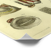 1866人眼解剖学プリント ポスター (角)