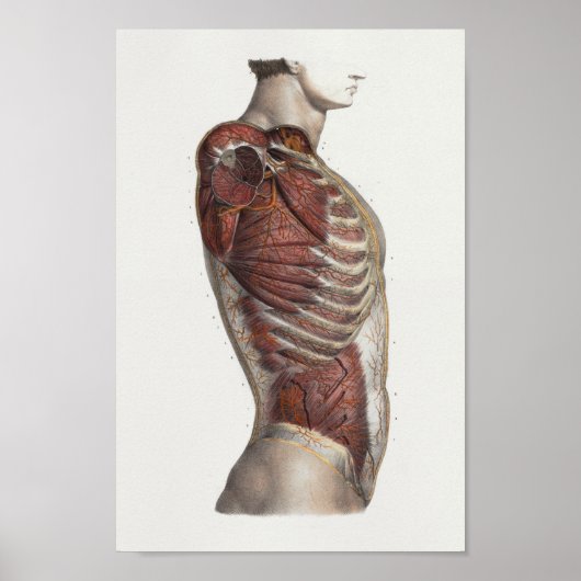 1867トルソ筋肉ヴィンテージ解剖学プリント ポスター (正面)