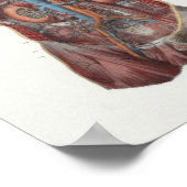 1867ハート腎臓ヴィンテージ解剖学プリント ポスター (角)