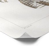 1867リブケージボーンヴィンテージ構造プリント ポスター (角)