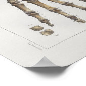 1867手手首ボーンヴィンテージ構造プリント ポスター (角)