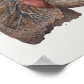 1867肺ハートヴィンテージ解剖学プリント ポスター (角)