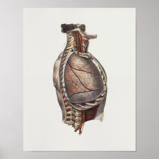 1867肺胸背骨ヴィンテージ解剖学プリント ポスター (正面)