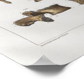 1867脊髄椎骨ヴィンテージ解剖学プリント ポスター (角)