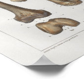 1867脚の大腿骨ヴィンテージ構造プリント ポスター (角)