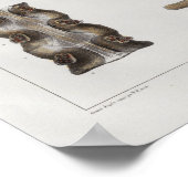 1867腰椎ヴィンテージ解剖学プリント ポスター (角)