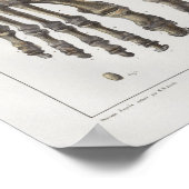 1867足足首骨ヴィンテージ解剖学プリント ポスター (角)