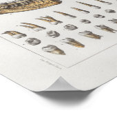 1867顎歯歯科用ヴィンテージ解剖学プリント ポスター (角)