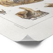 1867顎歯歯科用ヴィンテージ解剖学プリント ポスター (角)