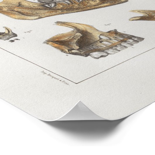 1867顎歯歯科用ヴィンテージ解剖学プリント ポスター (角)