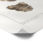 1867骨盤骨ヴィンテージ解剖学プリント ポスター (角)