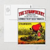 1874年 ストロベリー シガー ポストカード (正面/裏面)