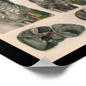 1879ヴィンテージブロック解剖学プリント内臓 ポスター (角)