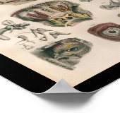 1879ヴィンテージブロック解剖学プリント眼耳 ポスター (角)