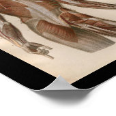 1879ヴィンテージブロック解剖学プリント筋肉 ポスター (角)