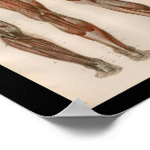 1879ヴィンテージブロック解剖学プリント脚筋肉 ポスター (角)