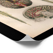 1879ヴィンテージブロック解剖学プリント脳脊髄 ポスター (角)