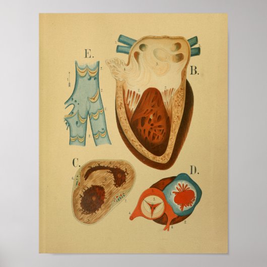 1879ヴィンテージ解剖学プリントヒトハート内部 ポスター (正面)