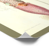 1881ヴィンテージカラーイカプリント ポスター (角)