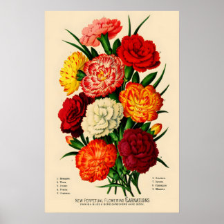 1883年 カーネーションの花のビンテージ ポスター印刷芸術 ポスター