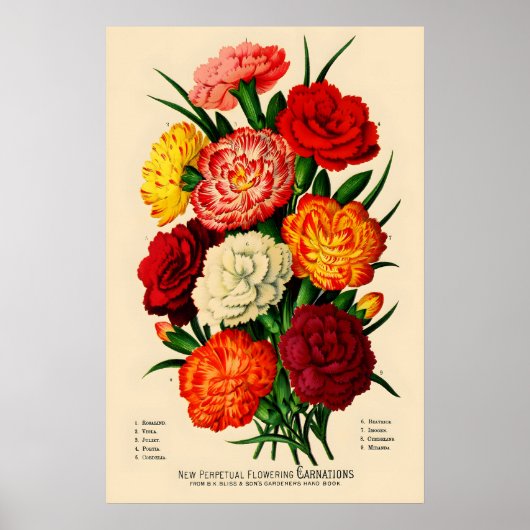 1883年 カーネーションの花のビンテージ ポスター印刷芸術 ポスター (正面)