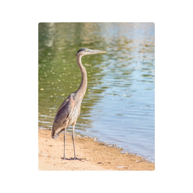 1884 – ブ素晴らしルーヘロン メタルプリント (正面)