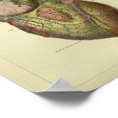 1886ヴィンテージヒトハート解剖学プリント ポスター (角)