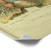 1886ヴィンテージヒト肺解剖学プリント ポスター (角)