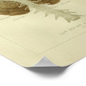 1886ヴィンテージヒト脳解剖学プリント ポスター (角)