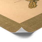 1888骨格筋解剖学ヴィンテージポスター ポスター (角)